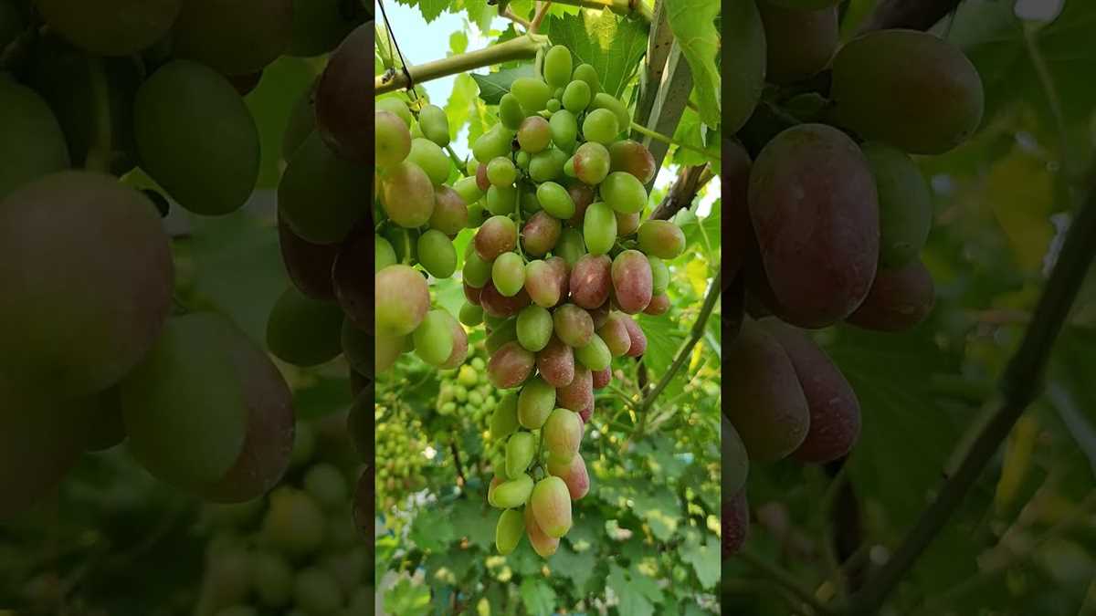 История развития виноградарства на Донбассе