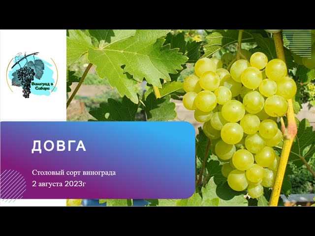 Полезные свойства винограда Довга для здоровья
