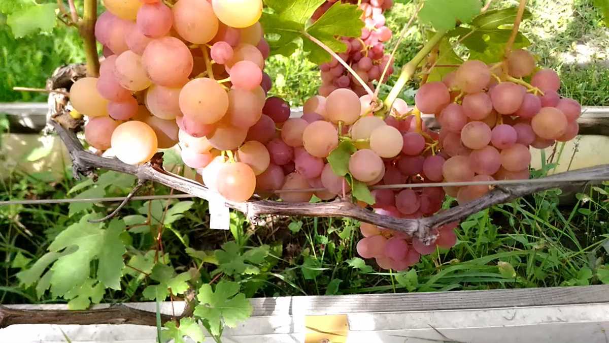 Особенности выращивания винограда Эва