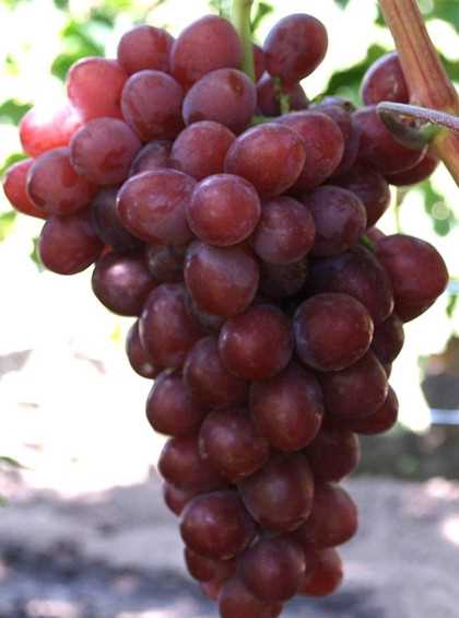 Причины покупки винограда Фаэтон
