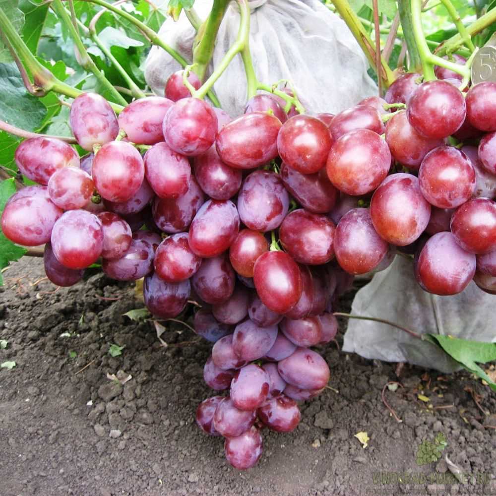 Преимущества использования винограда Фаворит