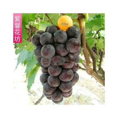 Полезные свойства винограда Фуджиминори