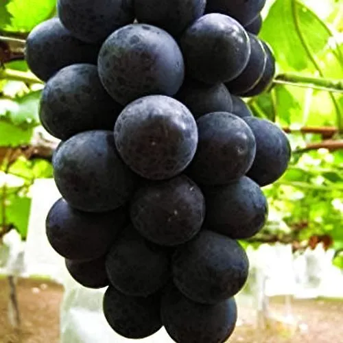 Сорта винограда для виноделия