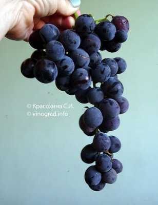 Виды и сорта винограда