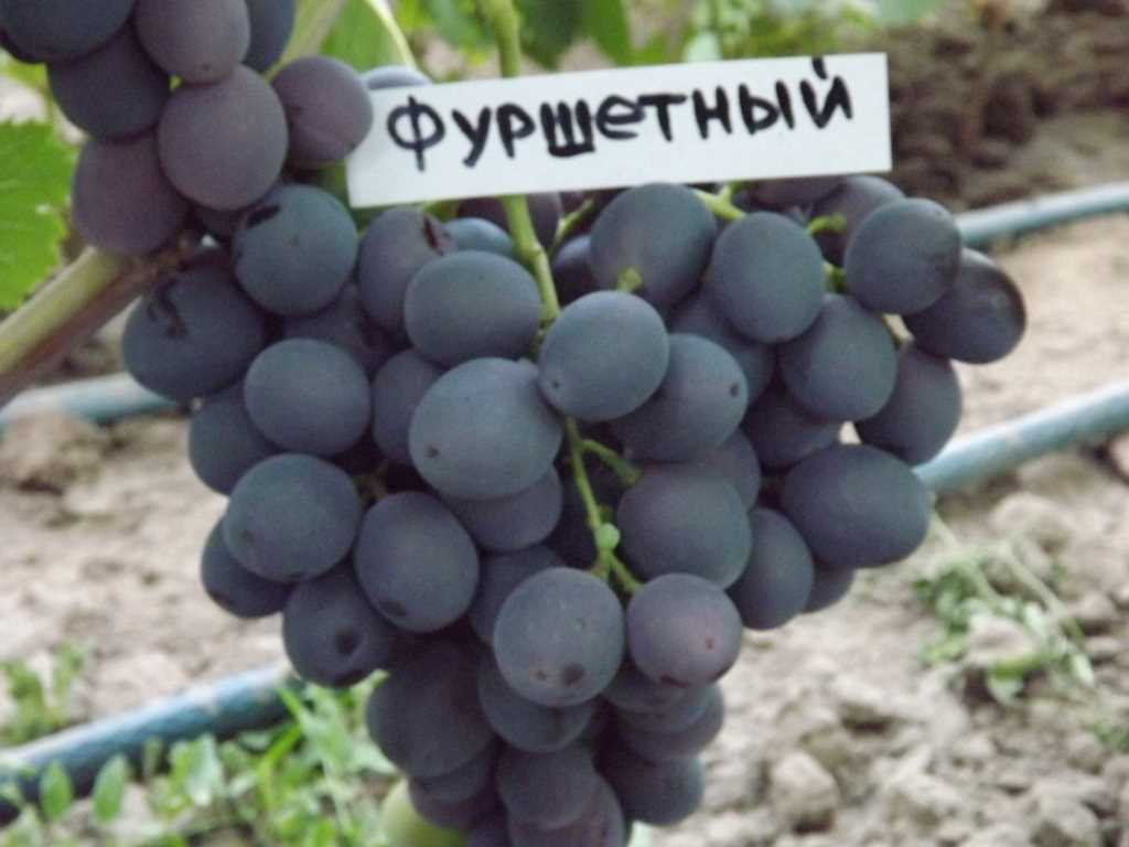 Особенности винограда Фуршетный