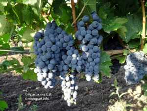 Применение и использование винограда Галант