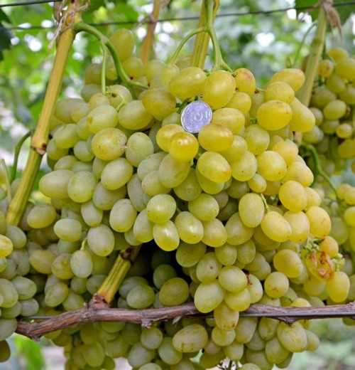 Особенности выращивания винограда Галахад