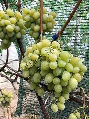 История происхождения винограда