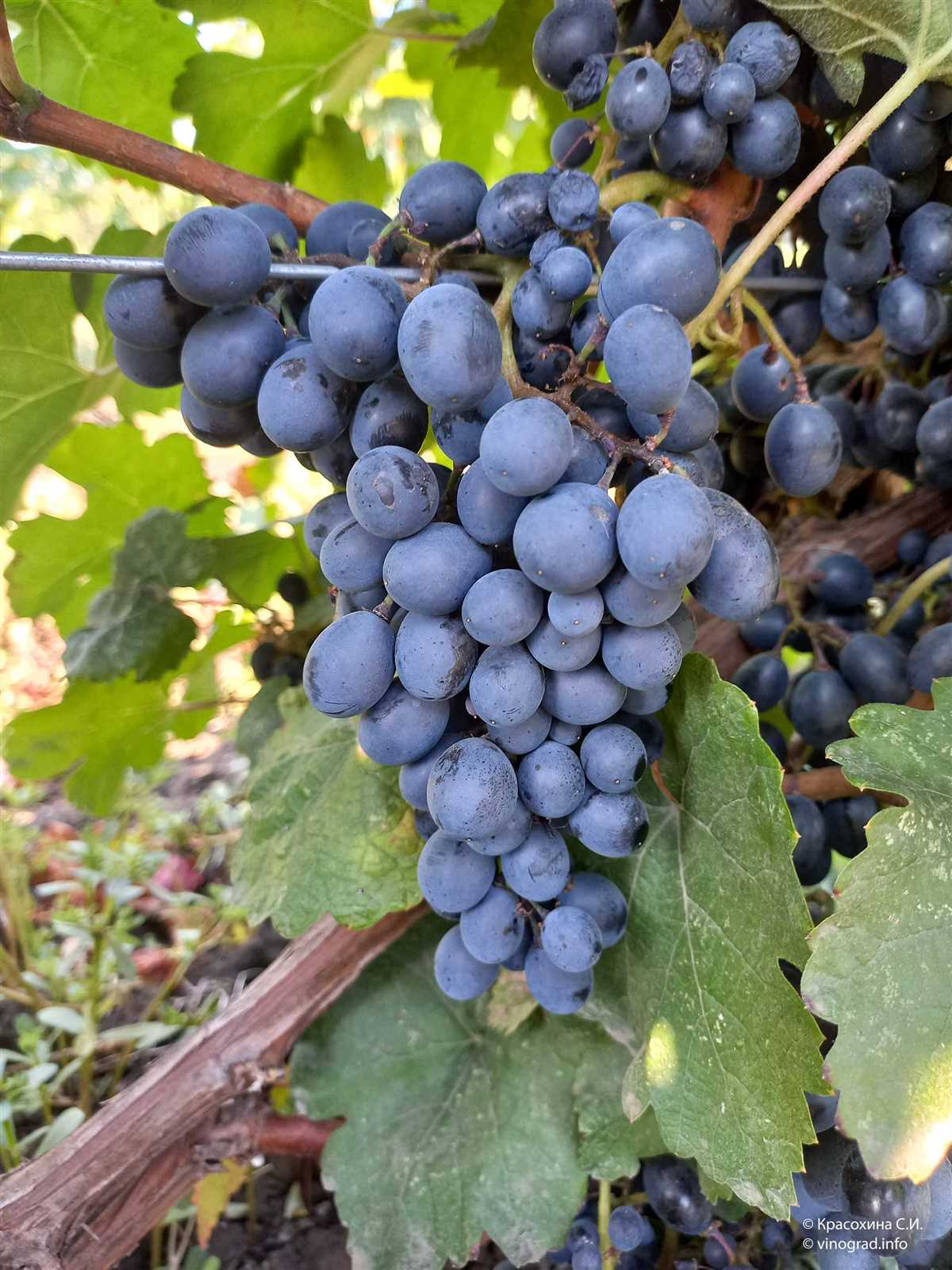 Сбор урожая и хранение винограда