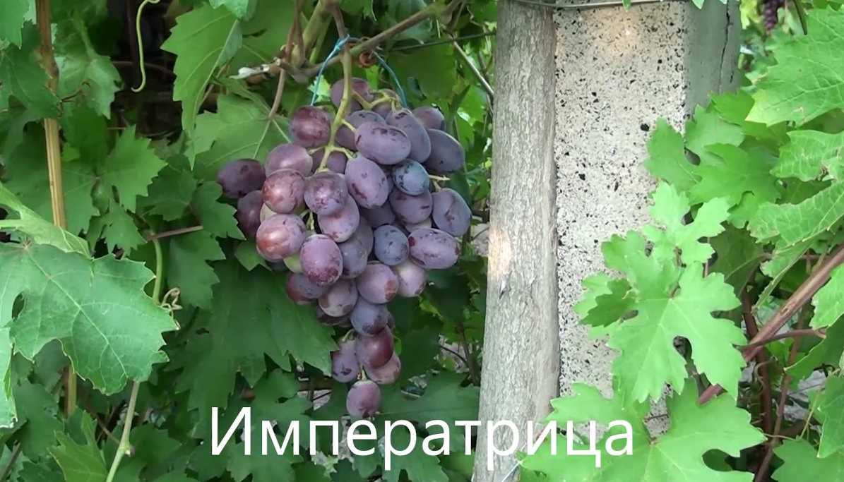 Комбинация с другими продуктами