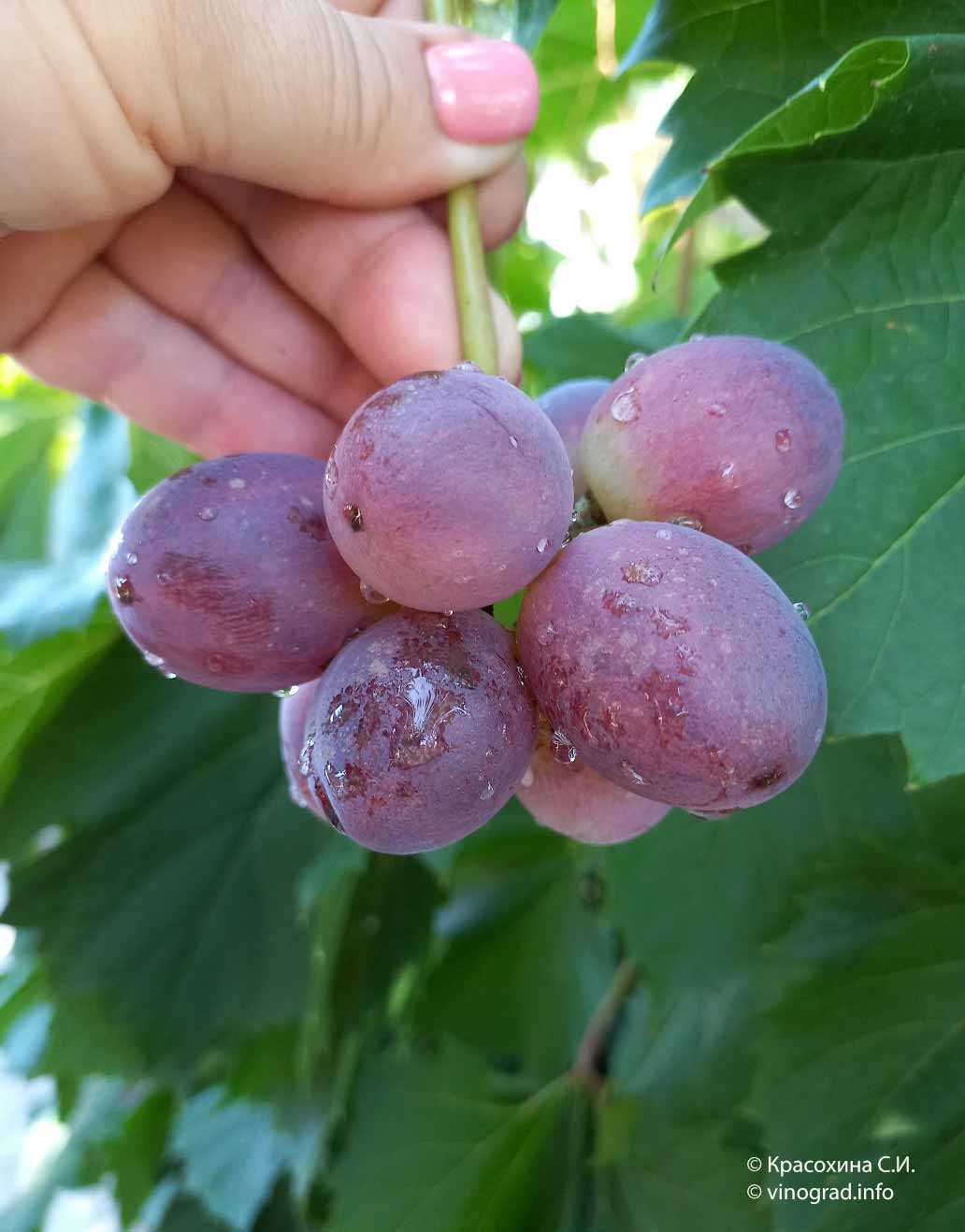 История сорта винограда Императрица