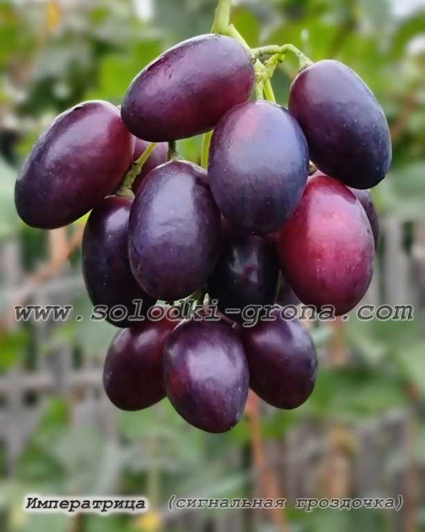 Характеристики винограда Императрица