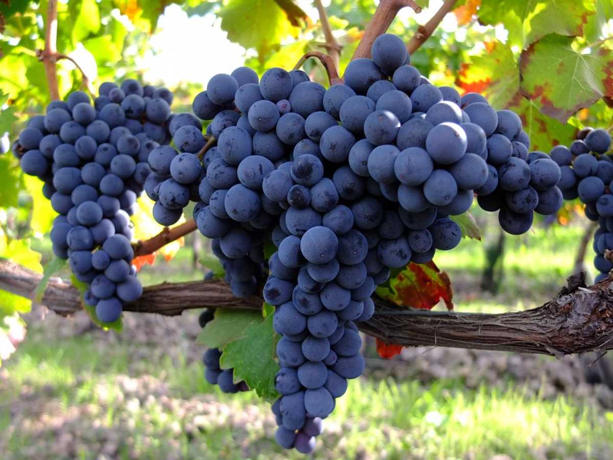 Сорта винограда, используемые в Италии