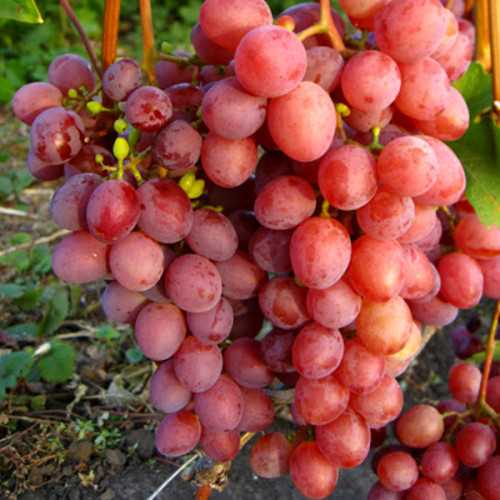 История разведения винограда
