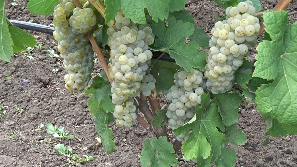 Выращивание винограда Йоханнитер