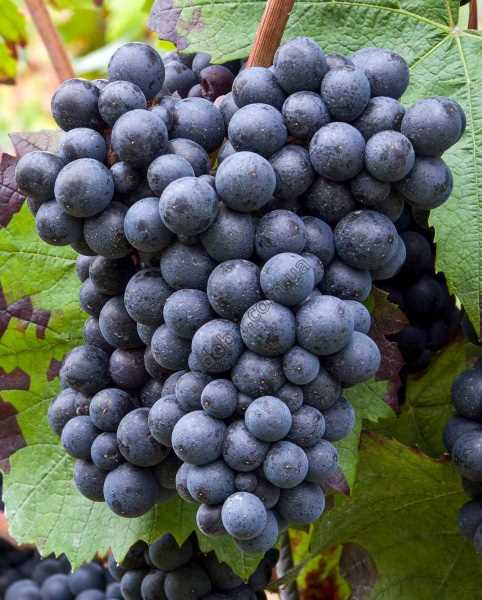 Полезные свойства винограда Кадарка