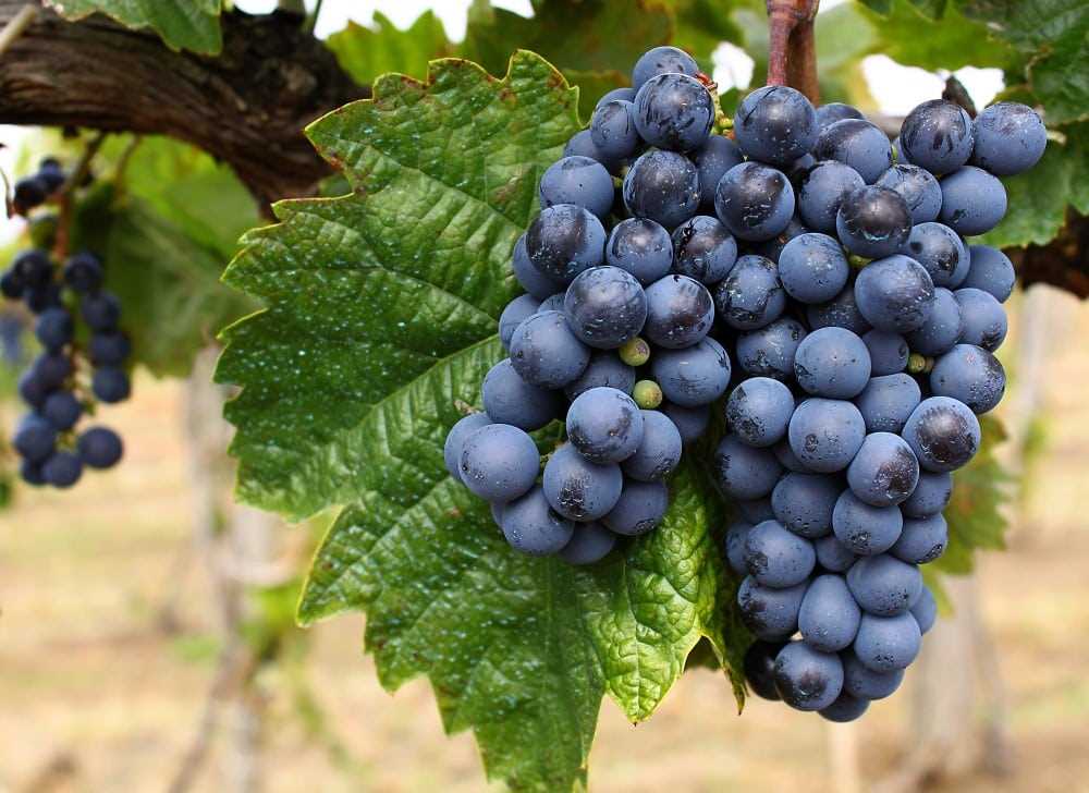 Характеристики винограда Кадарка
