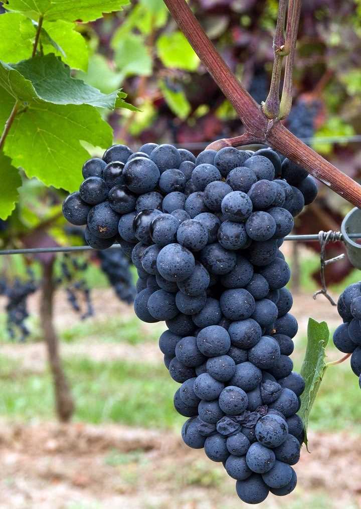Популярность винограда Кадарка