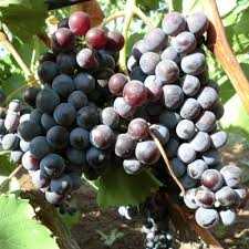 Применение вина из винограда Кадарка