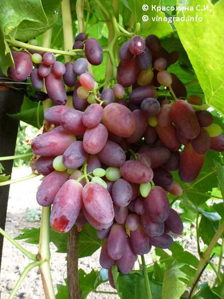 Сорта винограда Кандагар