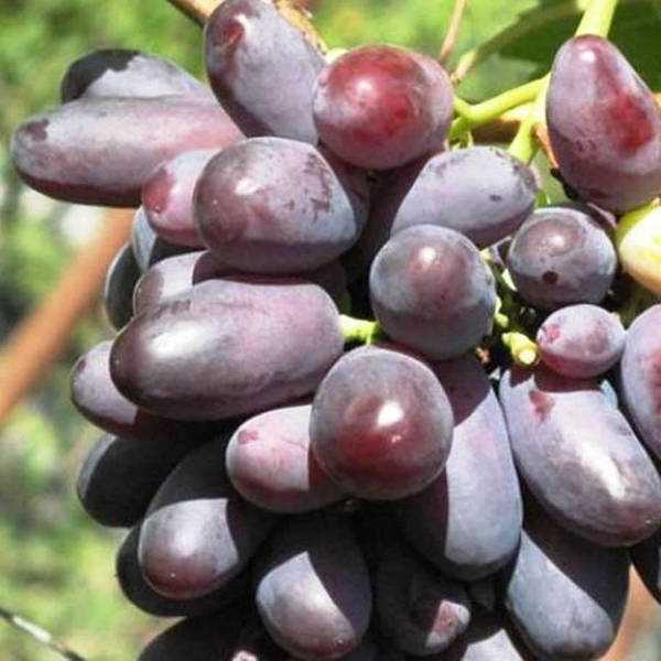 Медицинские свойства винограда Кандагар