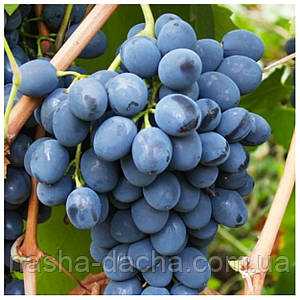 Популярность винограда Кандагар на международном рынке