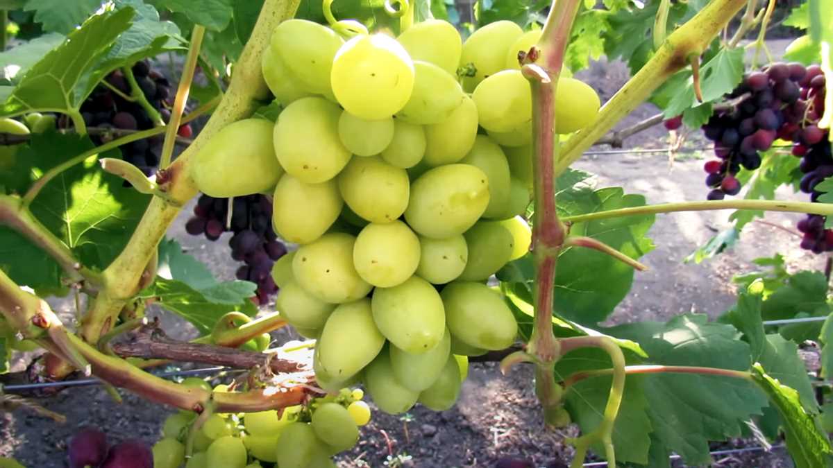Уникальные свойства Киевского белого винограда