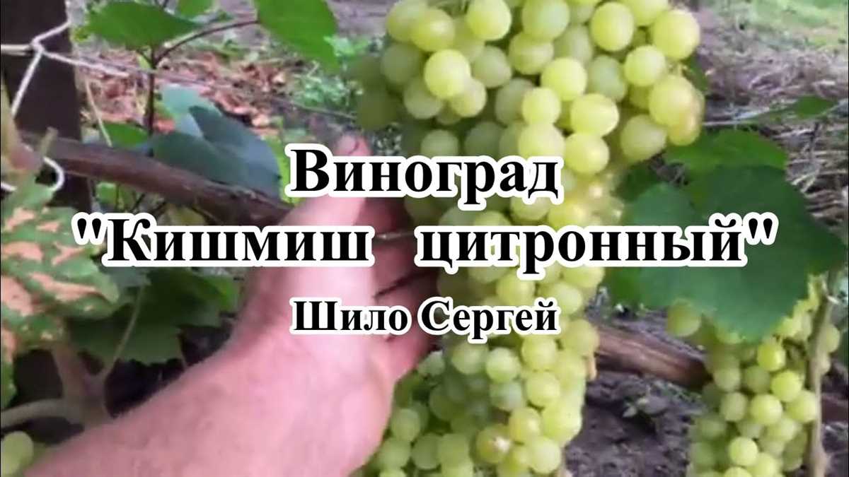 Использование в десертах