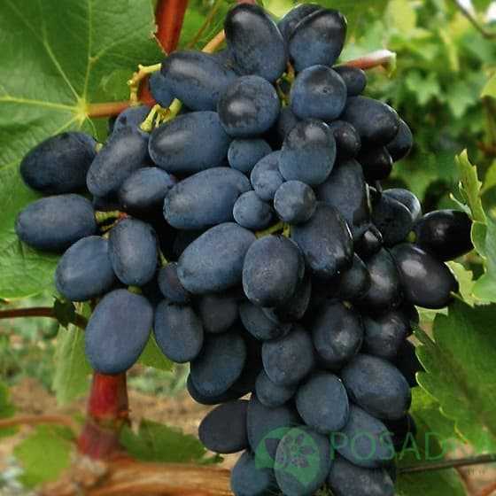 Места произрастания винограда Кодрянка