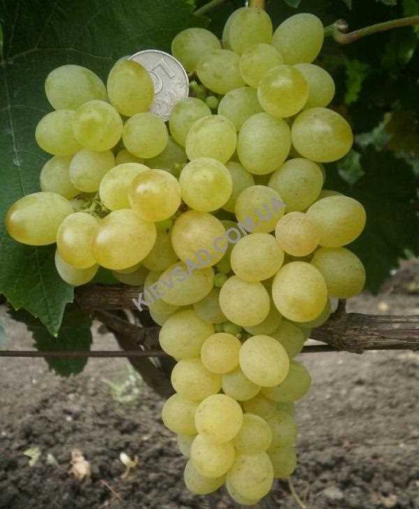 История выращивания винограда