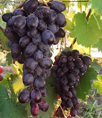 Особенности выращивания винограда Колумб