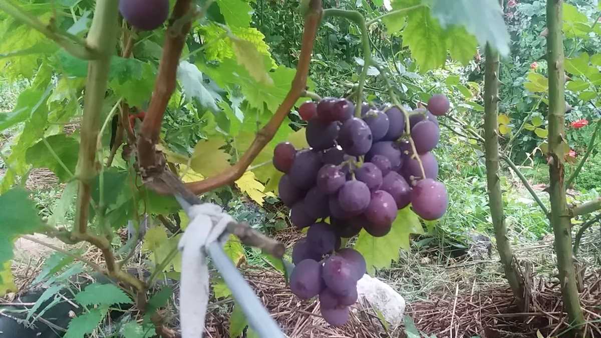 История выведения сорта Колумб винограда