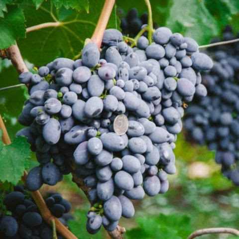 Как использовать виноград 