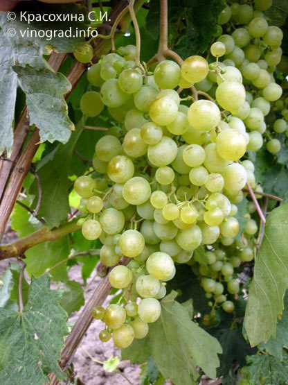 Польза винограда Краса Севера для здоровья