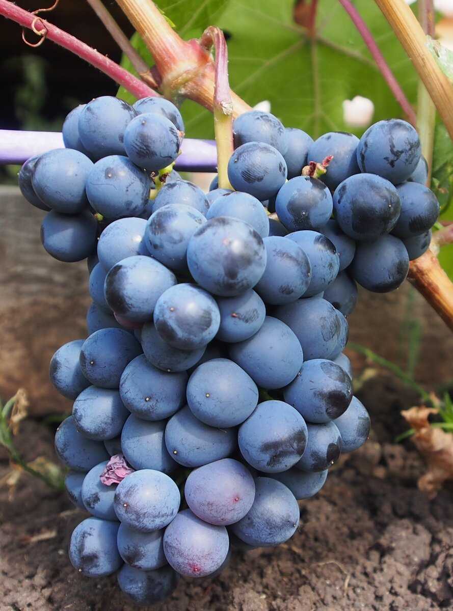 Урожай Красень винограда: сбор и хранение