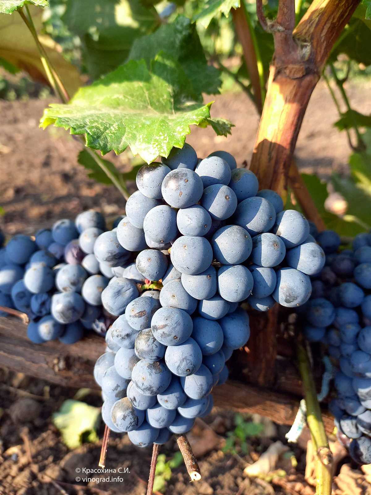 Характеристики винограда Красностоп Золотовский: