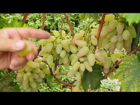 5. Как хранить виноград Кураж дома?