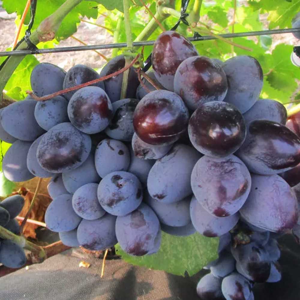 Выбор места для посадки винограда Ласточка