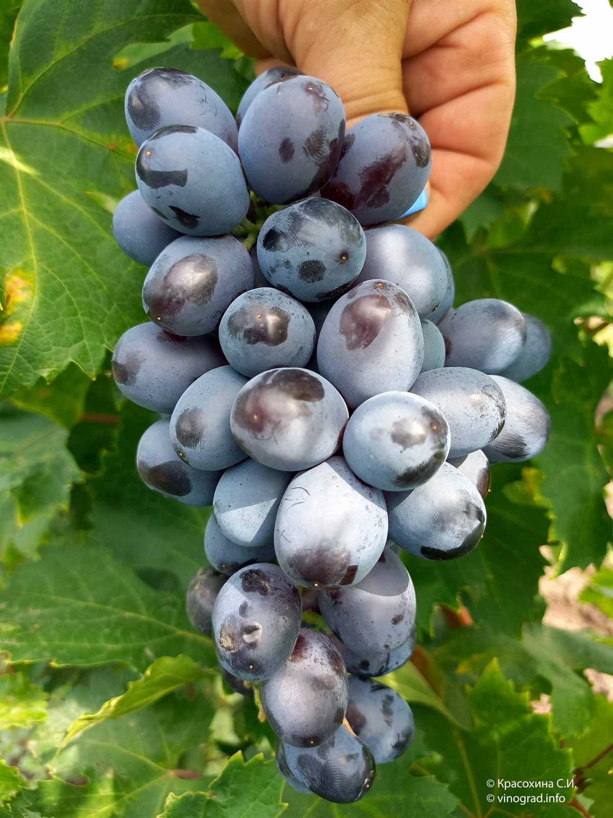Подготовка почвы для выращивания винограда Лорд