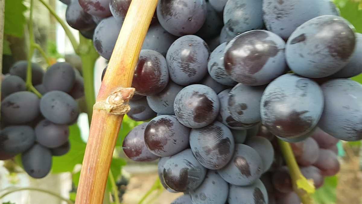 Выращивание винограда Лорд