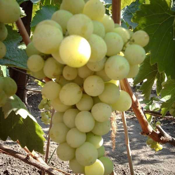 Необходимый уход и подкормки для винограда Лучезарного