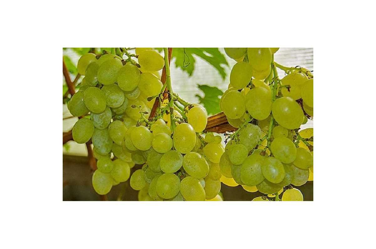 Применение и использование урожая Лучезарного винограда