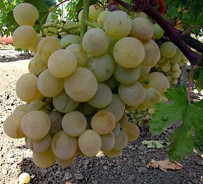 Особенности выращивания Лучезарного винограда
