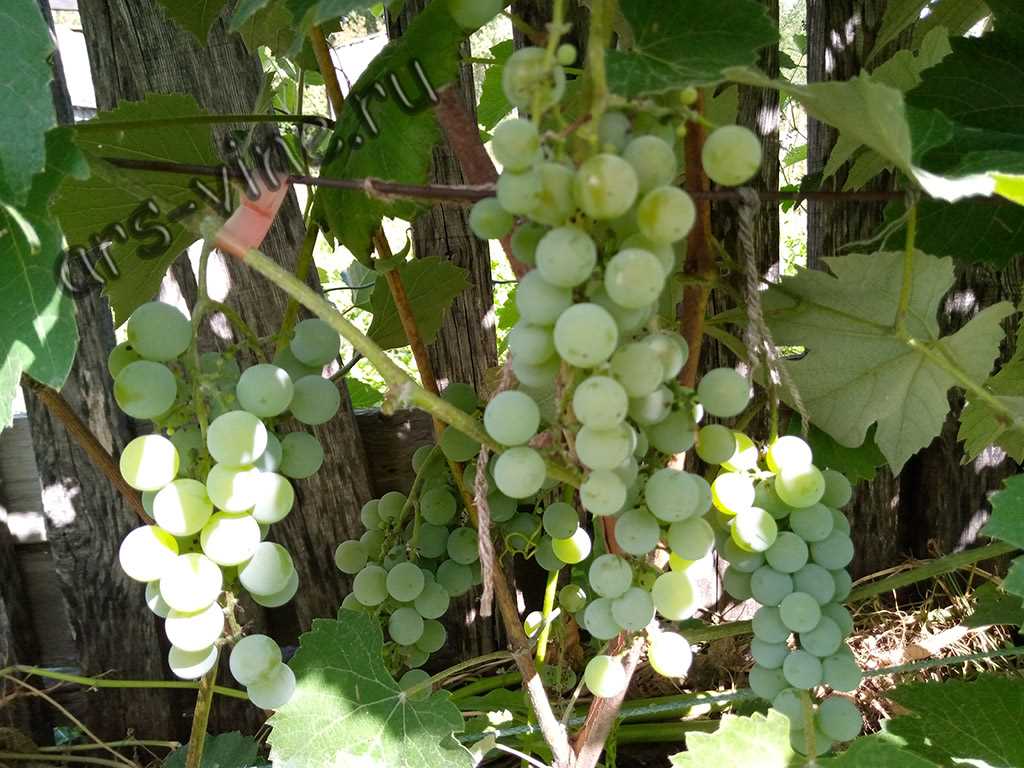 Сорт винограда Луиза Свенсон
