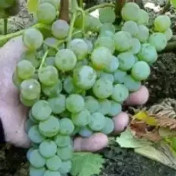 Кроме того, виноград Любава обладает высокими вкусовыми качествами и устойчивостью к различным заболеваниям, что делает его отличным выбором для выращивания дома или в саду.