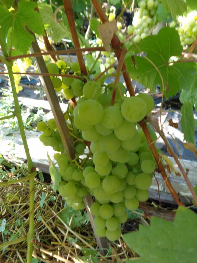 Любава относится к группе столовых сортов винограда, которые идеально подходят для потребления в свежем виде.
