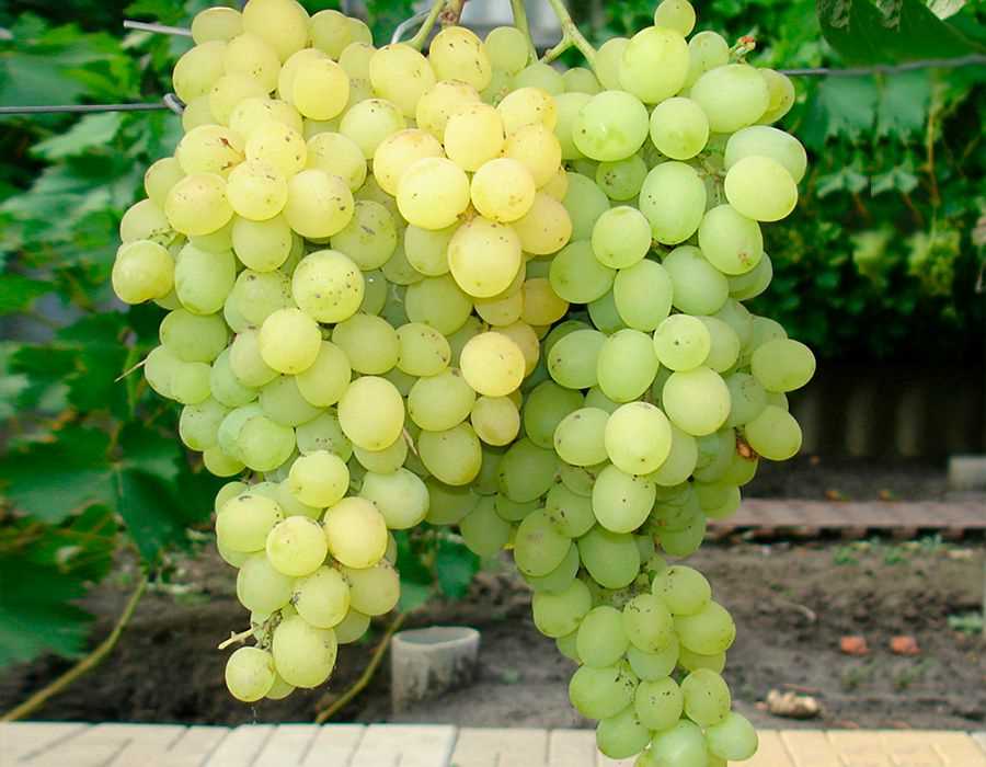 Одной из главных причин популярности винограда Любава является его великолепный вкус и аромат. Ягоды этого сорта имеют сладкий и нежный вкус с нотками меда и лимона.
