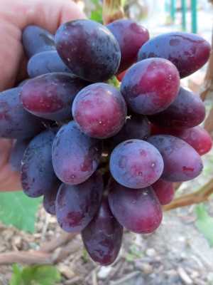 Что такое Малиновый звон винограда