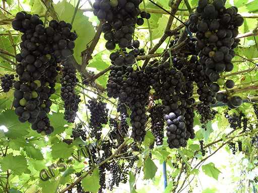 Появление сорта винограда Маркетт