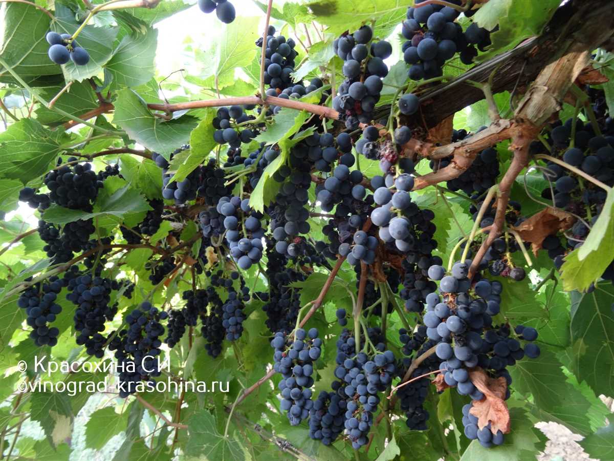 История сорта винограда Маркетт